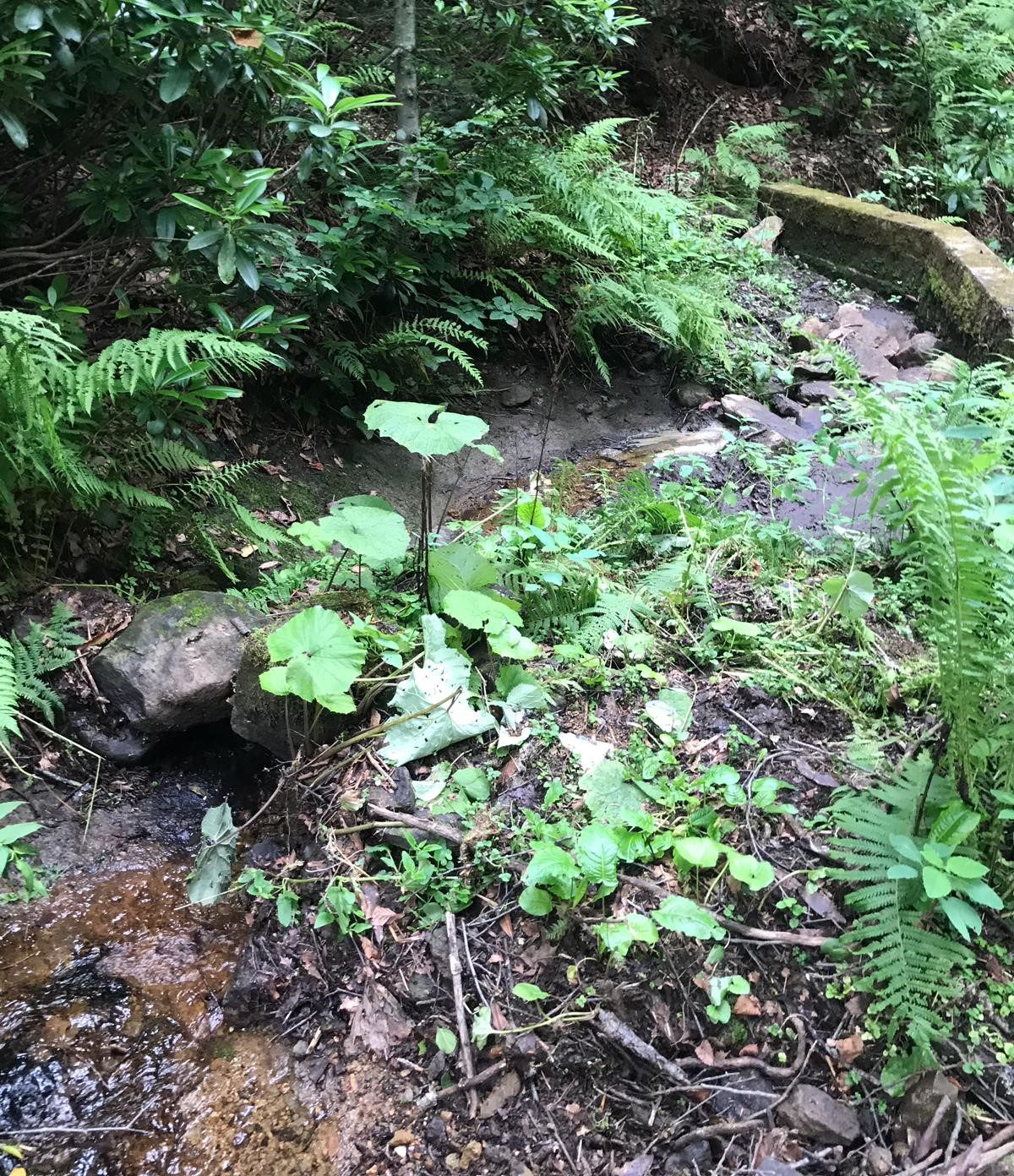 Akçaabat, Mazrallı intake before the retrofit: an open forest stream with no intake structure, the supply pipe hidden under fallen leaves