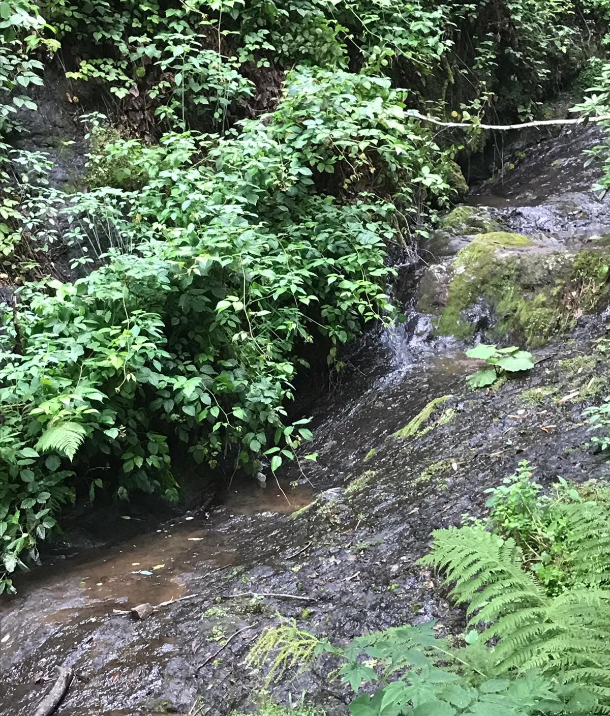 Beşikdüzü, Çakıllı, before the intake was built: a shaded forest stream flowing over bare rock, with no intake structure